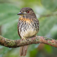 White-whiskered Puffbird